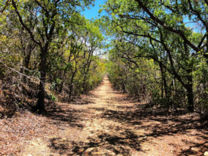 Hiking Guánica Dry Forest - Bosque Seco de Guánica