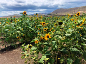 Finca El Girasol - Sunflower Farm, Guanica