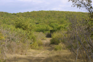 Guanica Dry Forest