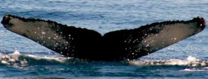 whale watching in puerto rico