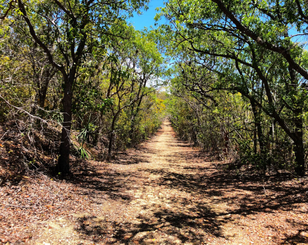 Hiking Guanica State Forest