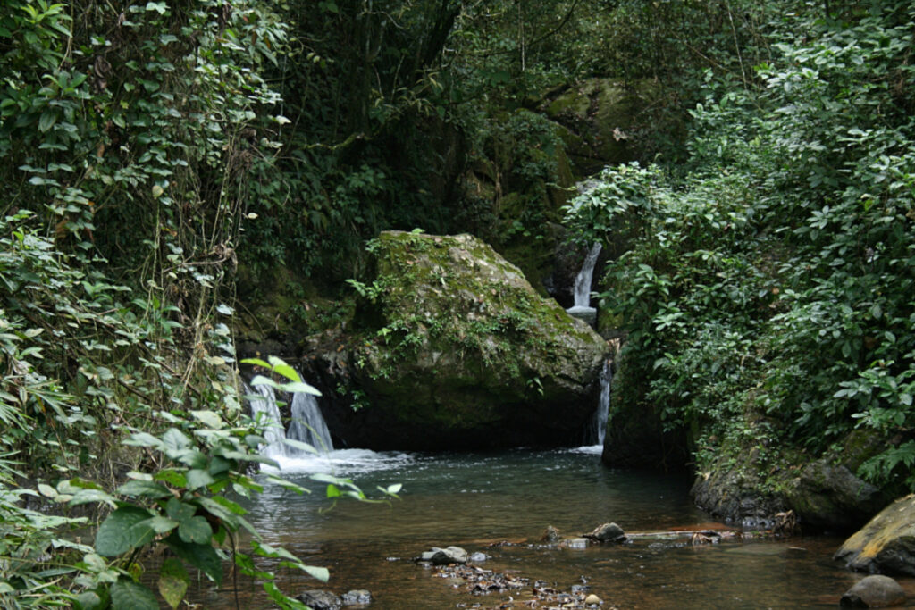 Exploring Maricao State Forest in Puerto Rico